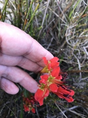 Babiana ringens australis
