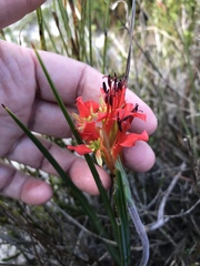 Babiana ringens australis