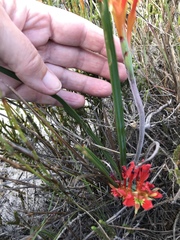 Babiana ringens australis