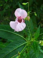 Impatiens glandulifera