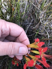 Babiana ringens australis