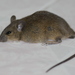 Polynesian Rat - Photo (c) Wich’yanan L, some rights reserved (CC BY), uploaded by Wich’yanan L