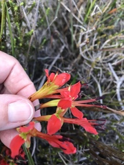 Babiana ringens australis