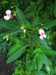 Impatiens glandulifera