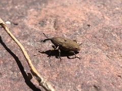 Sphenophorus minimus