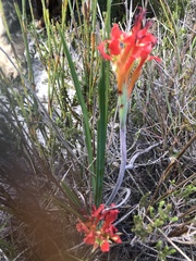 Babiana ringens australis