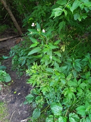 Impatiens glandulifera