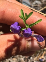 Scutellaria angustifolia