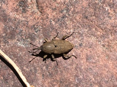 Sphenophorus minimus