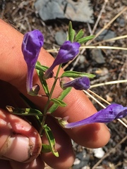 Scutellaria angustifolia