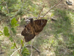 Ephyriades arcas arcas
