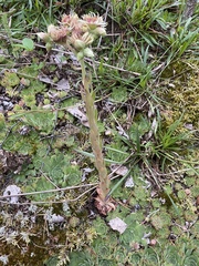 Sempervivum tectorum
