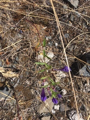 Scutellaria angustifolia
