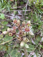 Sempervivum tectorum