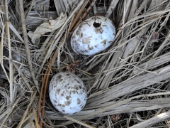 Caprimulgus europaeus