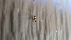 Erythroneura integra