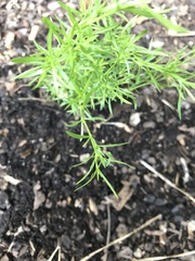 Polypremum procumbens