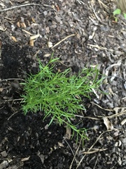 Polypremum procumbens