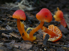 Hygrocybe blanda