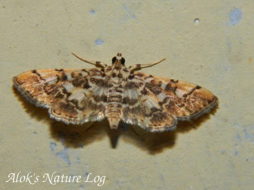 Lamprosema commixta Butler, 1879