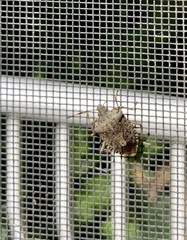 Halyomorpha halys