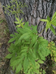 Filipendula ulmaria
