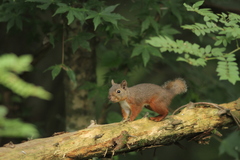 Japanese Squirrel photo 4