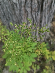 Filipendula ulmaria