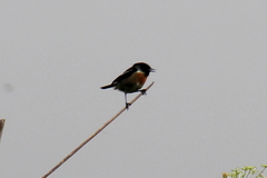 Saxicola maurus variegatus