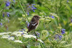 Saxicola maurus variegatus