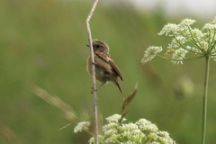 Saxicola maurus variegatus