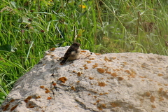 Saxicola maurus variegatus
