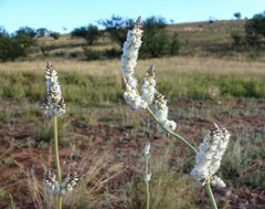 Froelichia arizonica