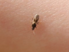 Metopoplax ditomoides
