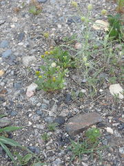 Plantago indica