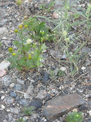 Plantago indica