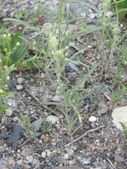 Plantago indica