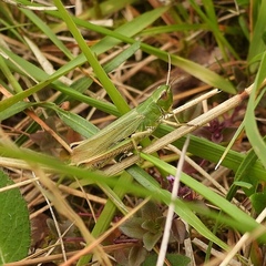 Pseudochorthippus parallelus parallelus