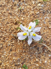Moraea falcifolia