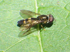 Pyrophaena rosarum