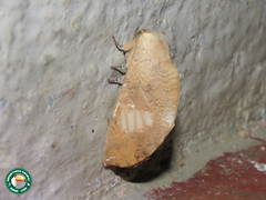 Chliaroides beckeri