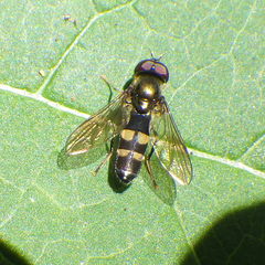 Pyrophaena rosarum