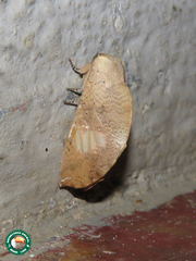 Chliaroides beckeri