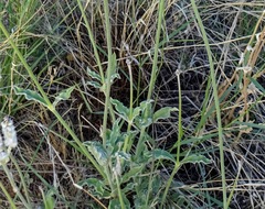 Froelichia arizonica