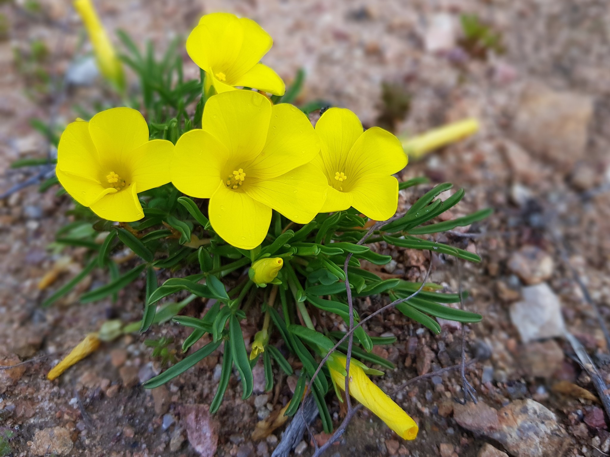 Oxalis namaquana Sond. 2
