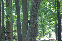 Dryocopus pileatus