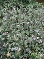 Circaea lutetiana