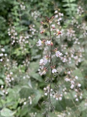 Circaea lutetiana