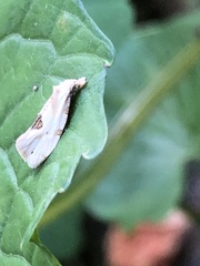 Aethes angustana