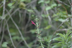 Salvia pentstemonoides